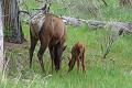 Elk and calf 1